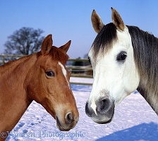 Horses in winter setting
