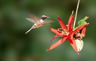 Hummingbird & red passion flower
