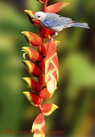 Blue-grey Tanager on Heliconia flower