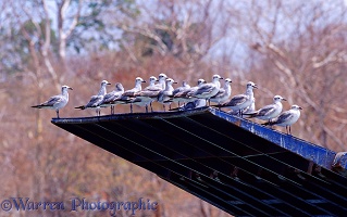 Gulls on a ferry