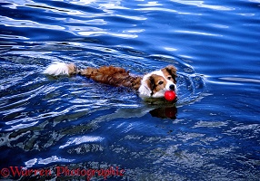 Border Collie swimming with red ball