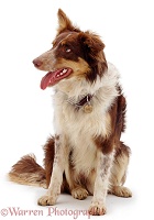 Red tricolour Border Collie sitting