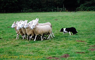 Border Collie, 9 months old, rounding sheep