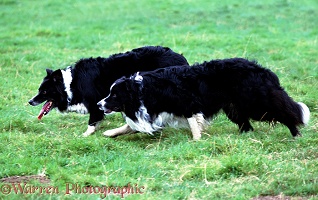 Border Collie pair stalking sheep