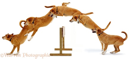 Dog jumping multiple image