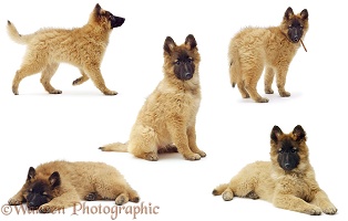 Belgian Shepherd (Tervueren) puppy montage