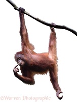 Orang utan, hanging from a branch