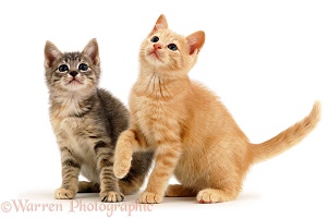 Two playful kittens