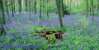 Bluebell woods panorama