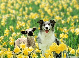 Lamb & Dog among daffodils
