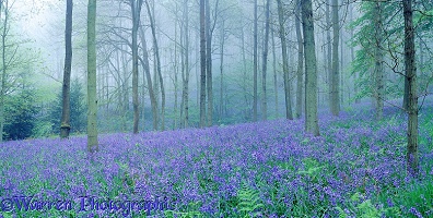 Misty Bluebell woods