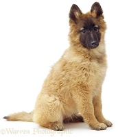 Belgian Shepherd (Tervueren) puppy