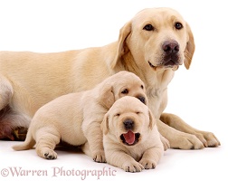 Yellow Labrador bitch and pups