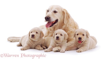 Golden Retriever mother and puppies