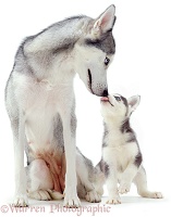 Husky pup licking mother's muzzle