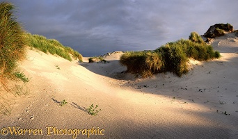 North Uist sand dunes
