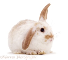 Windmill-ears Rabbit