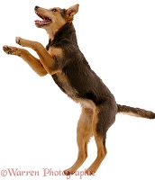 Lakeland Terrier x Border Collie leaping