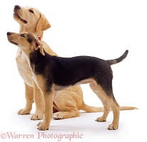 Retriever and Lurcher pups attentive