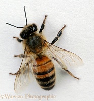 Honey Bee from above