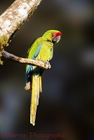 Buffon's Macaw in a tree