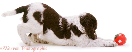 Spaniel pup play-bowing with ball