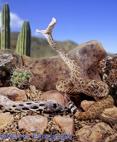 Rattlesnake striking