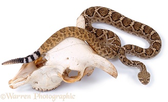 Rattlesnake & skull