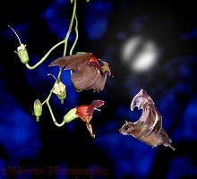 Fruit bats with flowers