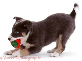 Playful Border Collie puppy