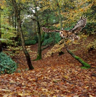 Tawny Owl in Beech woodland