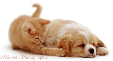 Ginger kitten playing with pup's ear
