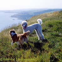 Border Collie & Poodle on a cliff top