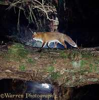 Fox on log bridge