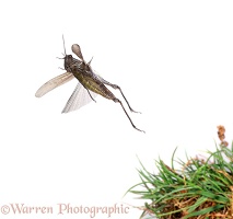 Grasshopper jumping