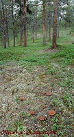 Fungi in Lemmenjoki woodland