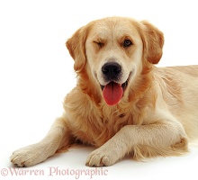 Golden Retriever dog winking