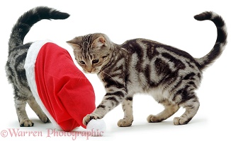 Silver tabby kittens playing with a Santa hat
