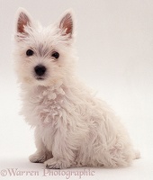 Westie puppy
