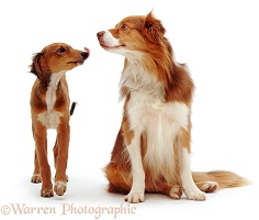 Lurcher pup greeting Border Collie dog