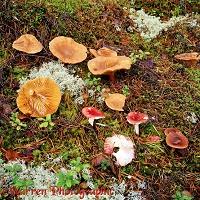 Toadstools on pine forest floor