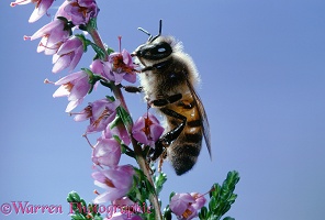 Honey bee on flower