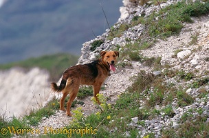Dog on cliff path