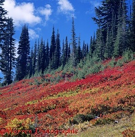 Autumn colours at Mt. Rainier