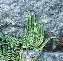Fern on granite wall