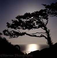 Moon shining through oak tree
