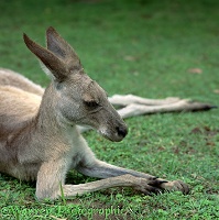 Eastern Grey Kangaroo, on haunches