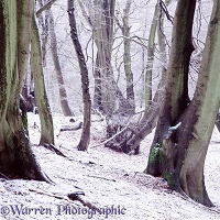 Beech woodland - Winter