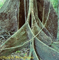 Buttress roots 3D 1 R