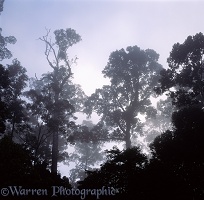 Misty Rainforest in Danum Valley